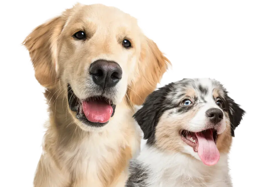 Dog Food Advisor
