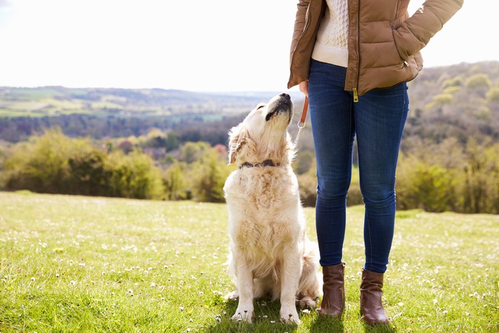 Protect Your Dog