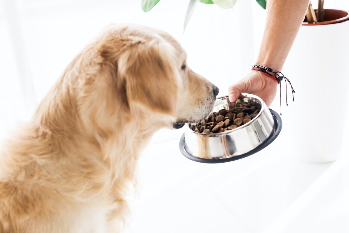 Top Low Cost Dog Foods
