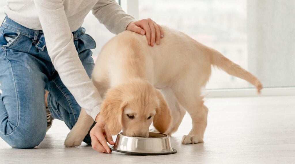 dogfood review