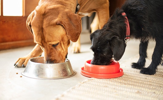 wet dog food